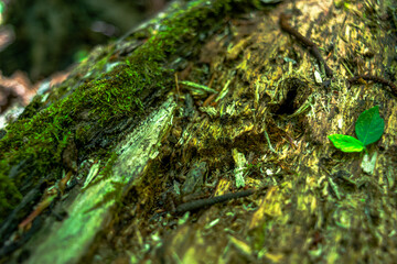 A little frog on a tree trunk in the forest, showcasing the vibrant colors and tiny wonders of nature in the woodland habitat