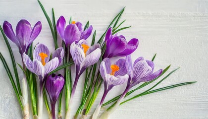 violet flowers crocuses on a white background with space for text spring flowers