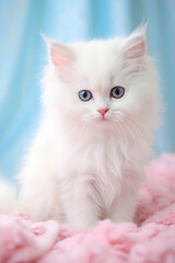 Portrait of a charming white fluffy kitten sitting on a pink plaid on a blue background.