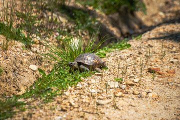 A testudo, or tortoise, in its natural habitat, showcasing the slow and steady pace of this shell-covered reptilian