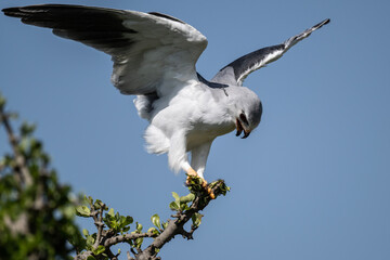 white hawk in natural conditions on a tree on a summer day in a national park in Kenya