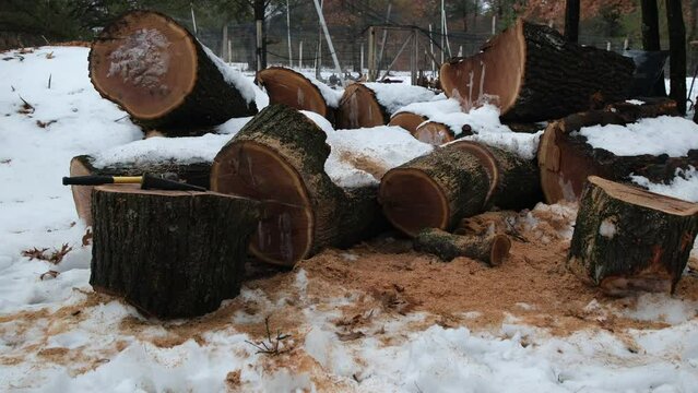 Pile of tree stumps and large logs covered in snow while moving camera toward iron wedge and hammer ready to be used to split stumps into firewood.