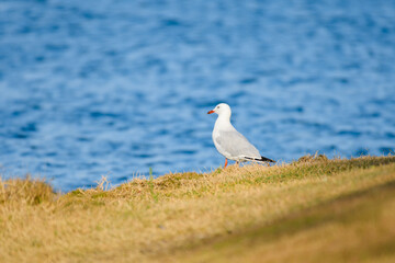 Silver gull (Chroicocephalus novaehollandiae), a medium-sized bird with white and gray plumage, the animal stands on the grass by the seashore.