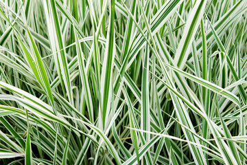 Background of decorative sedge. Striped green grass Variegated Sedge. Decorative long grass, evergreen sedge with white and green striped foliage