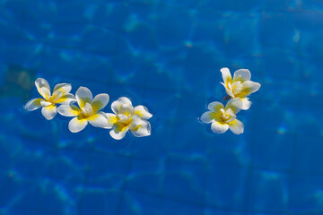 Fototapeta na wymiar Beautiful frangipane flowers on the water top view. White flowers on a blue background. Spa treatment and massage concept. Relaxed morning at the hotel and resort