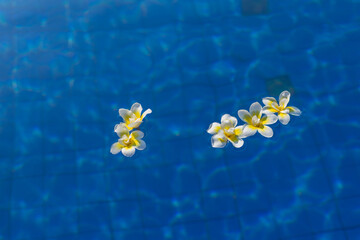 Fototapeta na wymiar Beautiful white flowers on blue water texture top view. Concept of hotel rest and travel.