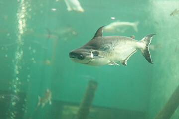 Close-up of Paroon Shark swimming under the water. Paroon Shark in the aquarium.