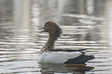 Australian wood duck (Chenonetta jubata) a male medium-sized water bird, the animal swims on the water.