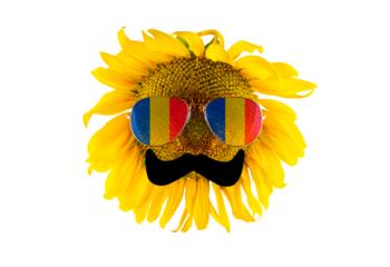 Sunflower with a mustache and glasses in the form of the Romanian flag (close-up) on a transparent background. The largest producer of vegetable oil