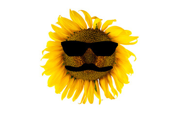 Blooming yellow sunflower in black glasses and mustache (close-up) on a transparent background. Agriculture, farm and vegetable oil production concept