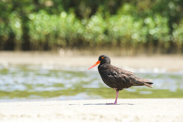 Black oystercatcher (Haematopus bachmani) a medium-sized bird with dark plumage with a red beak, the animal stands on a sandy beach on the bank of the river.