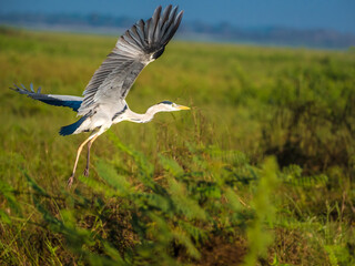 Gray heron(Ardea cinerea) bird flying over the Wetlands, Bueng Boraphet, thailand