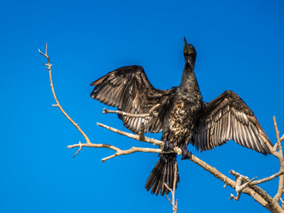 Indian cormorant or Indian shag (Phalacrocorax fuscicollis) is a member of the cormorant family...
