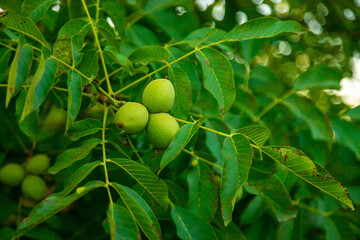 Green walnuts on the tree. Selective focus.