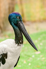 Black-necked stork (Ephippiorhynchus asiaticus) a large bird with a long black beak from the stork family.