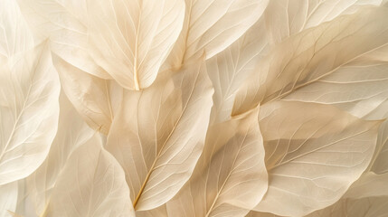 Nature abstract of flower petals, beige transparent leaves with natural texture as natural background or wallpaper