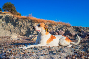 A loyal dog gazes into the distance on the coastal shore, embodying companionship and contemplation...