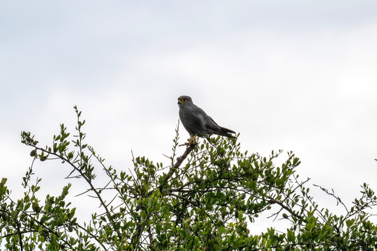 gray kestrel in natural conditions on a tree on a summer day in a national park in Kenya