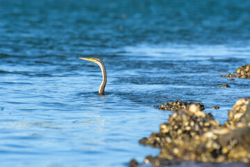 Australasian darter (Anhinga novaehollandiae) a large water bird with dark plumage and a long neck,...