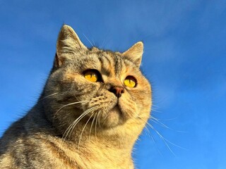 Cat looks at the blue sky 
