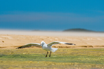 Silver gull (Chroicocephalus novaehollandiae) a medium-sized bird with white and gray plumage, the animal lands in the water on the beach.