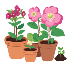Obraz premium pink flower in a pot