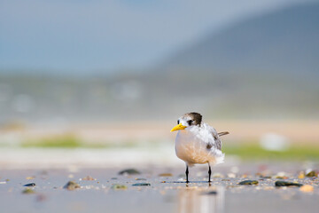 Greater crested tern (Thalasseus bergii) medium sized bird, animal sitting on the sandy beach by the sea.
