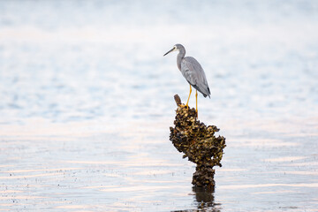 White-faced heron (Egretta novaehollandiae) gray large water bird, animal stands on a stump sticking out of the water by the river.