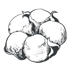 Hand drawn vector cotton flower. Cotton seeds in vintage style with engraving. Raw materials for the production of cotton wool and fabrics. Drawing in retro engraving style. Illustration for label.