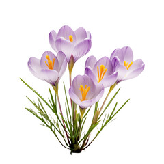 Spring Purple crocus flowers isolated on transparent and white background. Ideal for use in advertising. Generative ai