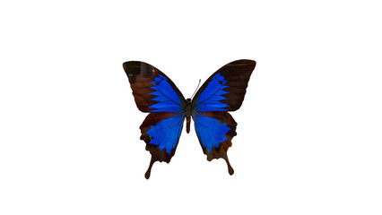 butterfly isolated on white