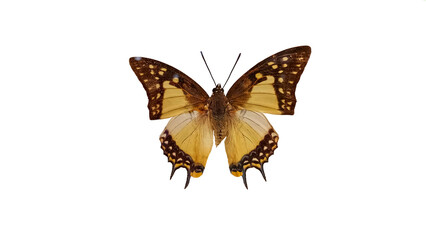 butterfly isolated on white