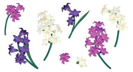 Set of hyacinth flowers isolated on white background. Vector caricature in cartoon style. Fragrant spring flowers, primroses of different colors, white-pink, violet, violet. Wedding flowers. - obrazy, fototapety, plakaty