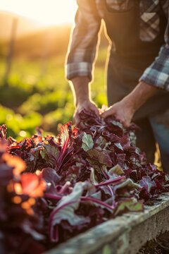 A candid photograph of a farmer gathering freshly harvested radicchio in the golden light of a late afternoon. The image captures the authentic connection between agriculture and fresh produce. 