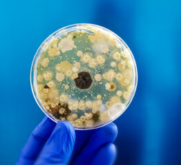 The researcher is holding Petri dish plate with Malt Extract Agar use for growth media to isolate and cultivate yeasts, molds fungal in medical health laboratory analysis disease