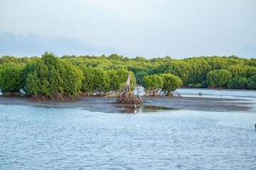 Aceh mangrove forest