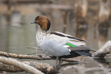 Australian wood duck (Chenonetta jubata), a male medium-sized water bird, the animal stands on a branch on the river bank.