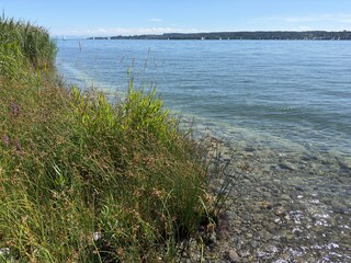Rocky Shore of Lake Constance (Bodensee) with Tall Grass in Germany