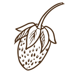 Sketch of wild forest strawberries on a white background. Stylized ink illustration of a berry. Hand drawn line drawing suitable for eco-friendly product design.