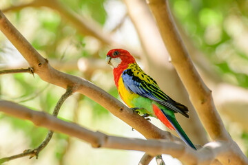 Eastern rosella (Platycercus eximius) parrot colorful small bird, animal sitting on a tree branch in a city park.