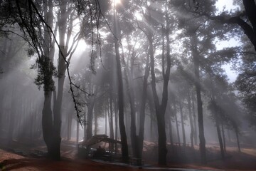 Refugio del Pilar La Palma places among trees in mountains of La Palma in misty scenery with sun...