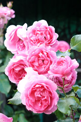 Bright pink rose bush blooms on a dark-green soft blurry garden background. Vertical photo with copy space, greeting card for birthday, for Women's day, 8 March
