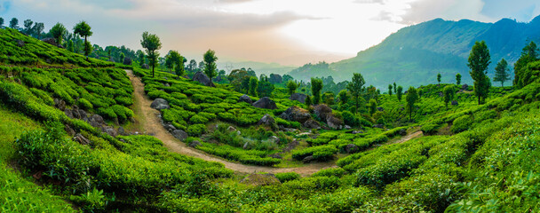 Munnar, Kerala. Panorama Landscape Photography of Tea Farm and wonderful nature landscapes 