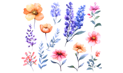 Collection of Beautiful spring wild flowers and leaves on transparent background. Grass. Leaf branch. Design illustration for wedding invitation, Decor. PNG.
