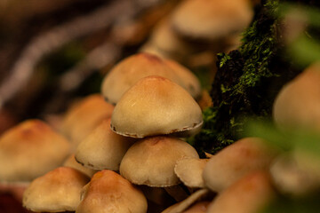 A forest mushroom growing among fallen leaves in the woods