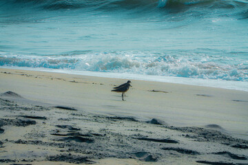 Fototapeta premium Alappuzha Beach is a beach in Alappuzha (Alleppey beach) town and a tourist attraction in Kerala, India