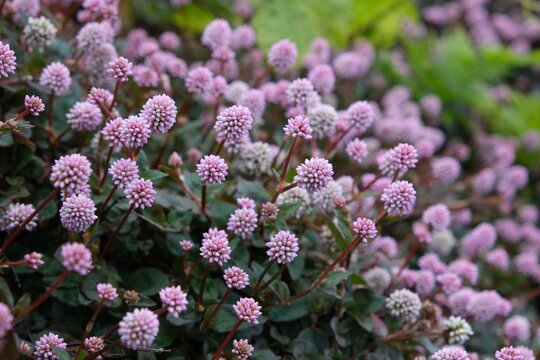Close up of blooming plant Persicaria capitata (pink-headed persicaria, pinkhead smartweed, pink knotweed, Japanese knotweed, pink bubble persicaria), met on La Palma, Canary Islands, Spain