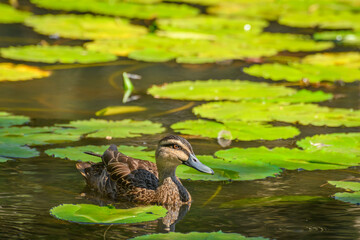 Pacific black duck (Anas superciliosa), a medium-sized water bird, the animal swims on the pond between water lily leaves.