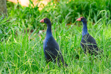 Western swamphen (Porphyrio porphyrio), a medium-sized water bird with blue-black plumage, a pair of birds standing in the grass in a marshy area.