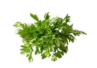 Green fresh branch of parsley